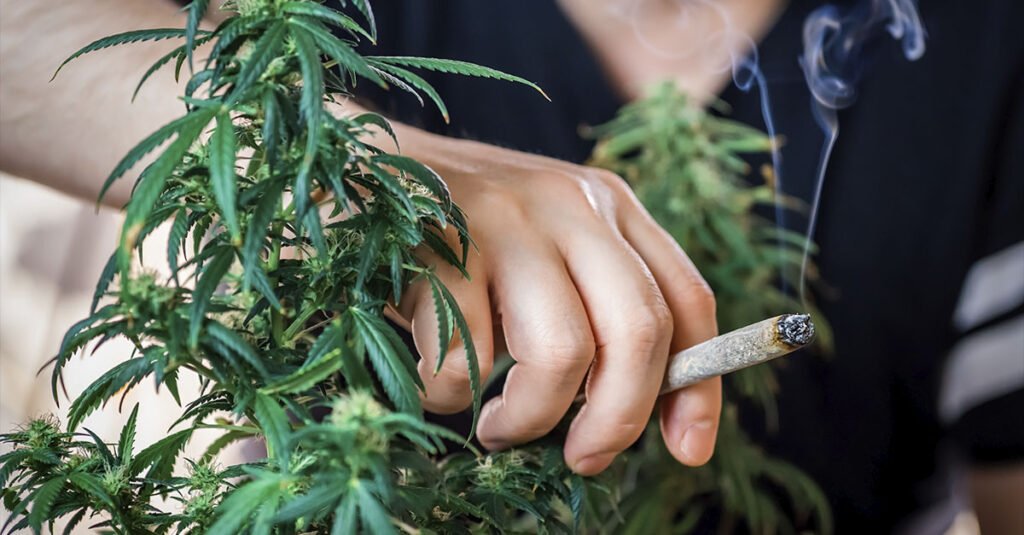 Dependência de Maconha Dependência de Maconha